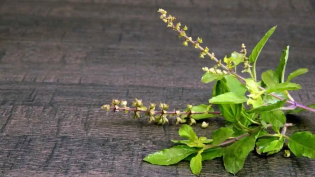 Why tulsi is beneficial?
