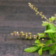 Why tulsi is beneficial?